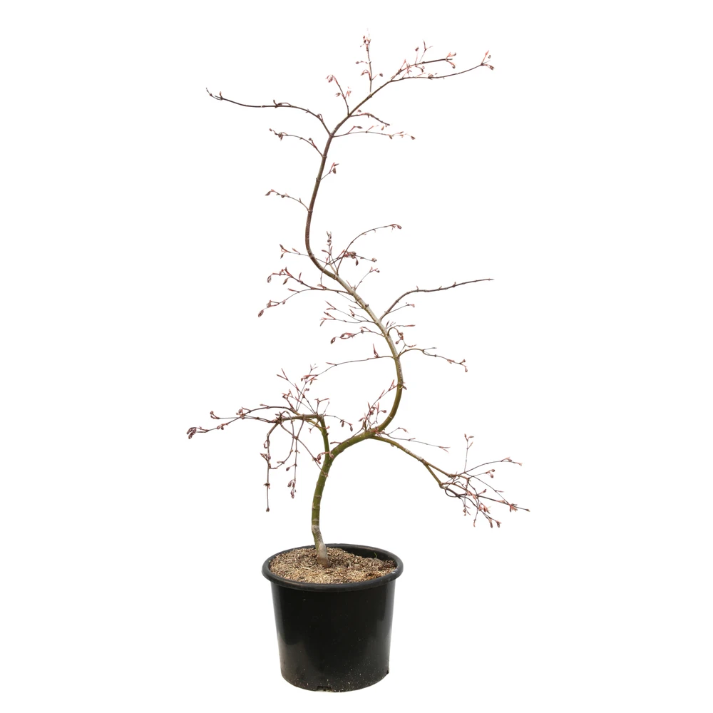 L'Acer Palmatum Dissectum Inaba Shidare : Pot 15L 1 L'Acer Palmatum Dissectum Inaba Shidare : Pot 15L