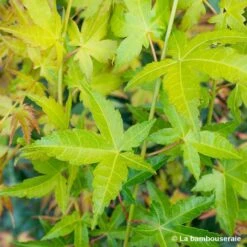 Acer Palmatum Shirasawanum Aureum C7L H.60/80cm 5 Acer Palmatum Shirasawanum Aureum C7L H.60/80cm -Karch Jardin Magasin 748251 001