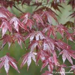 Acer Japonicum 'Palmatum Blood Good' C30L H.100/125cm 7 Acer Japonicum 'Palmatum Blood Good' C30L H.100/125cm -Karch Jardin Magasin 748254 002