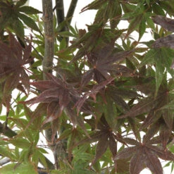 Acer Japonicum 'Palmatum Blood Good' C30L H.100/125cm