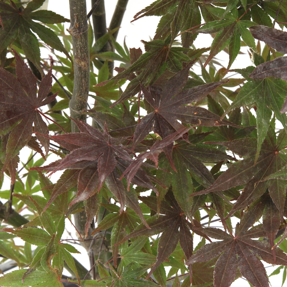 Acer Japonicum 'Palmatum Blood Good' C30L H.100/125cm 1 Acer Japonicum 'Palmatum Blood Good' C30L H.100/125cm