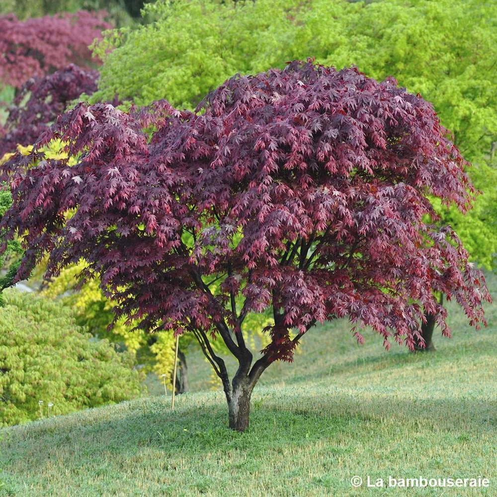 Acer Japonicum 'Palmatum Blood Good' C7L H.60/80cm 2 Acer Japonicum 'Palmatum Blood Good' C7L H.60/80cm – Image 2