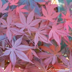 Acer Japonicum 'Palmatum Blood Good' C7L H.60/80cm 9 Acer Japonicum 'Palmatum Blood Good' C7L H.60/80cm -Karch Jardin Magasin 748257 004