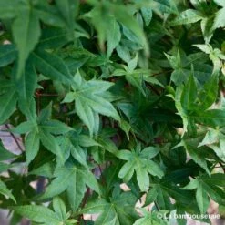 Acer Palmatum "Deshojo" C3L H.40/60cm -Karch Jardin Magasin 748262 002