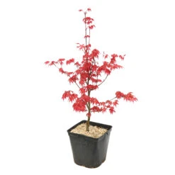 Acer Palmatum "Deshojo" C3L H.40/60cm