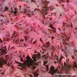 Acer Palmatum "Deshojo" C7L H.60/80cm 5 Acer Palmatum "Deshojo" C7L H.60/80cm -Karch Jardin Magasin 748264 001