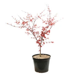 Acer Palmatum "Deshojo" C7L H.60/80cm