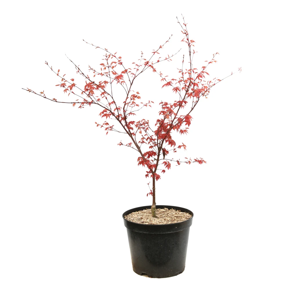 Acer Palmatum "Deshojo" C7L H.60/80cm 1 Acer Palmatum "Deshojo" C7L H.60/80cm
