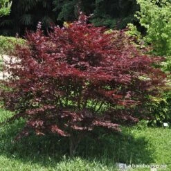 L'Acer Palmatum Fireglow : C3L H.40/60cm 7 L'Acer Palmatum Fireglow : C3L H.40/60cm -Karch Jardin Magasin 748268 001