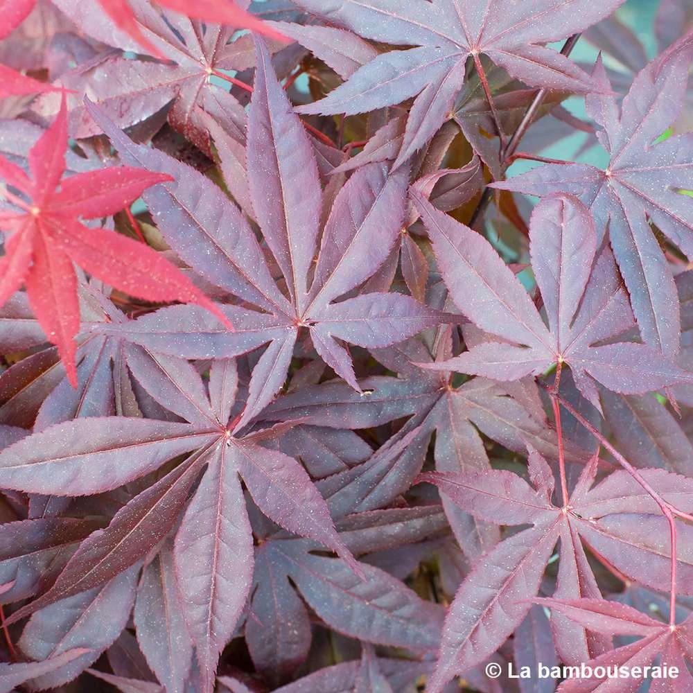 L'Acer Palmatum Fireglow : C3L H.40/60cm 3 L'Acer Palmatum Fireglow : C3L H.40/60cm – Image 3