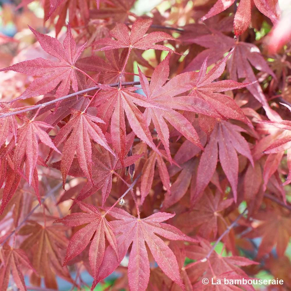 L'Acer Palmatum Fireglow : C3L H.40/60cm 2 L'Acer Palmatum Fireglow : C3L H.40/60cm – Image 2