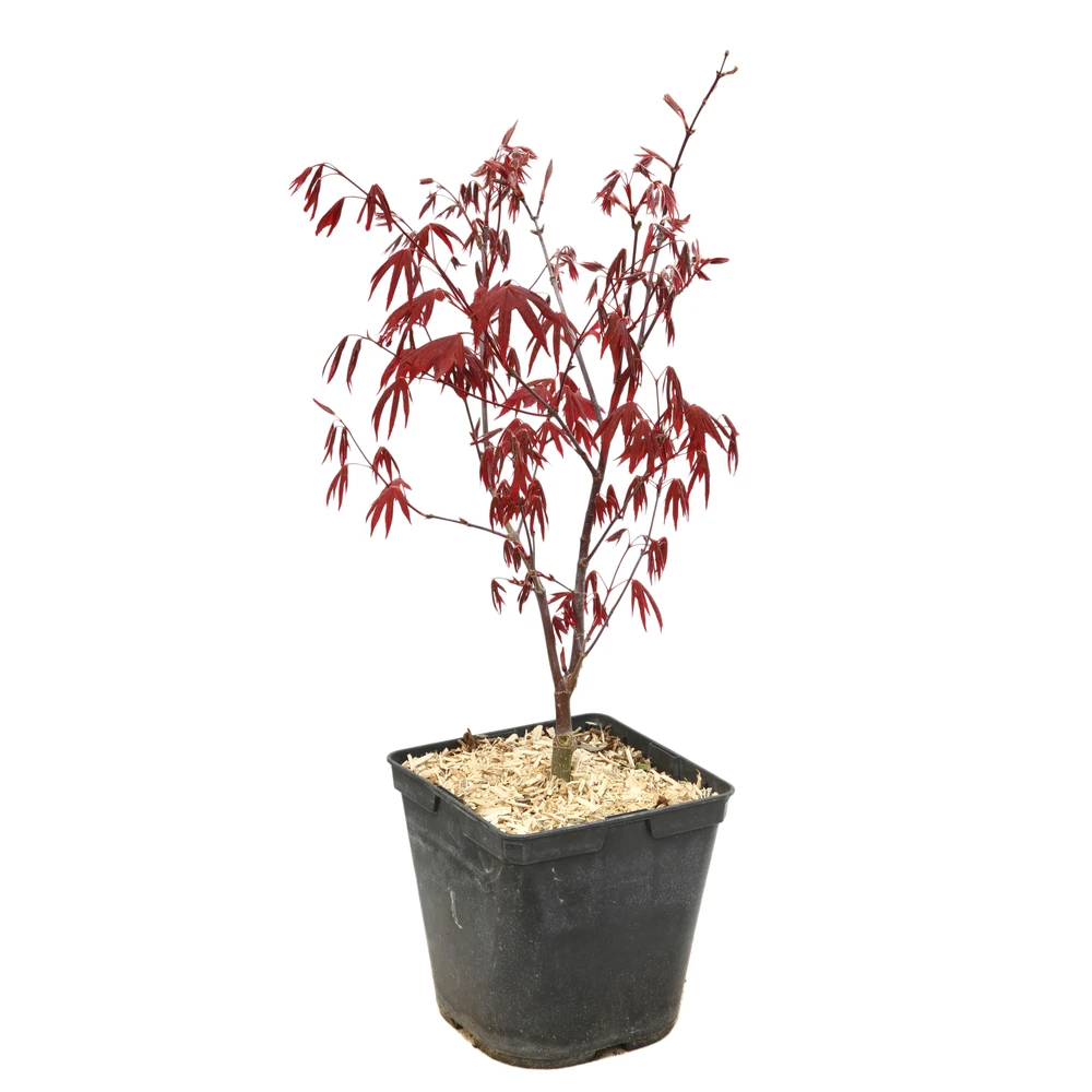 L'Acer Palmatum Fireglow : C3L H.40/60cm 1 L'Acer Palmatum Fireglow : C3L H.40/60cm
