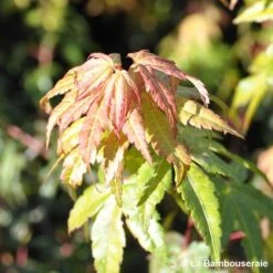 Acer Palmatum Katsura : C7L H.60/80cm -Karch Jardin Magasin 748269 001