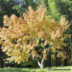 Acer Palmatum Katsura : C7L H.60/80cm -Karch Jardin Magasin 748269 003