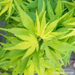 Acer Palmatum 'Mikawa Yatsubusa' : C5L H.30/40cm -Karch Jardin Magasin 748278 001