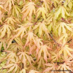 Acer Palmatum Reticulatum Red : C30L H.100/125cm 5 Acer Palmatum Reticulatum Red : C30L H.100/125cm -Karch Jardin Magasin 748286 003