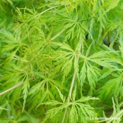 Acer Palmatum 'Seiryu' :C3L H.40/60cm -Karch Jardin Magasin 748297 001