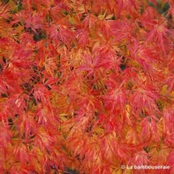 Acer Palmatum 'Seiryu' :C3L H.40/60cm -Karch Jardin Magasin 748297 003