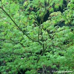 Acer Palmatum 'Seiryu' :C7L H60/80cm -Karch Jardin Magasin 748298 002