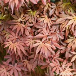 Acer Palmatum Skeeter's Broom :C7L H.60/80cm -Karch Jardin Magasin 748303 004