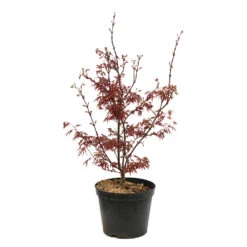 Acer Palmatum Skeeter's Broom :C7L H.60/80cm