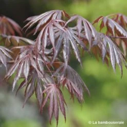 Acer Palmatum Trompenburg :C7L H.60/80cm -Karch Jardin Magasin 748308 001
