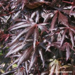 Acer Palmatum Trompenburg :C7L H.60/80cm -Karch Jardin Magasin 748308 003