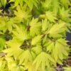 Acer Shirasawanum Autumn Moon : C5L H30/40cm