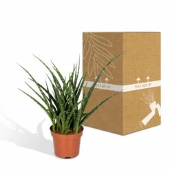 Sansevieria Fernwood Punk - H30cm, ø12cm - Plante D'intérieur Sans Entretien -Karch Jardin Magasin 74e4a547941876d2