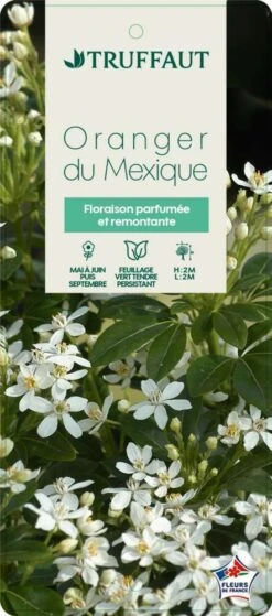 Choisya Ternata: C 5L 12 Choisya Ternata: C 5L -Karch Jardin Magasin 797537 005