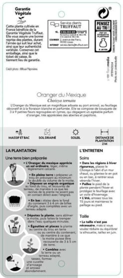 Choisya Ternata: C 5L 11 Choisya Ternata: C 5L -Karch Jardin Magasin 797537 006