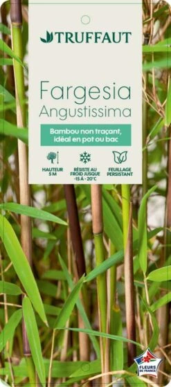 Bambou Non-traçant Fargesia Angustissima: Pot De 5 Litres -Karch Jardin Magasin 825296 008