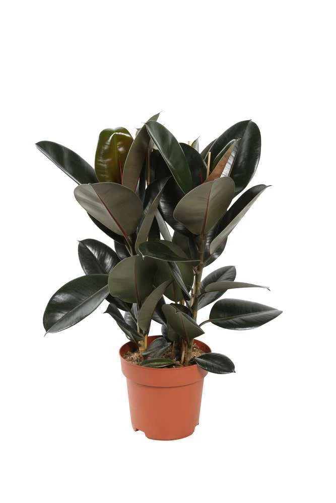 Ficus Elastica 'Abidjan': D.24xh.75cm 2 Ficus Elastica 'Abidjan': D.24xh.75cm – Image 2