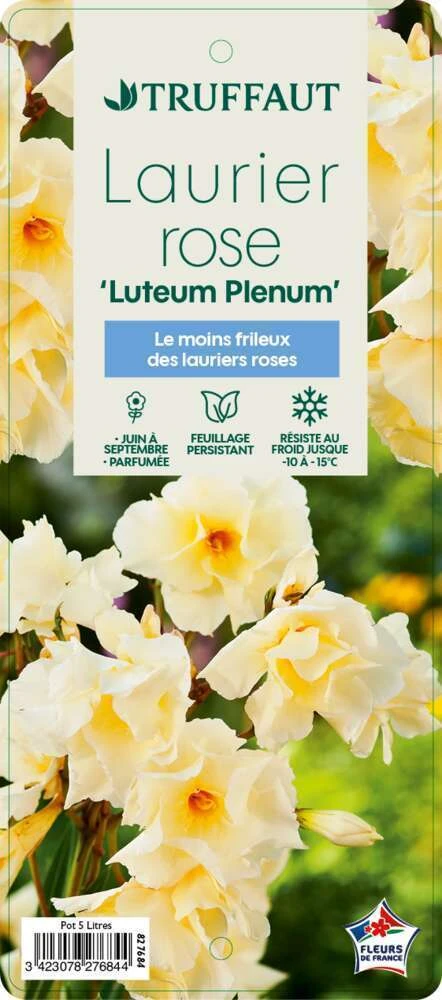 Nerium Oleander Luteum Plenum' Pot 5L 2 Nerium Oleander Luteum Plenum' Pot 5L – Image 2