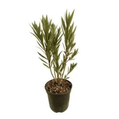 Nerium Oleander Luteum Plenum' Pot 5L 7 Nerium Oleander Luteum Plenum' Pot 5L -Karch Jardin Magasin 827684 004
