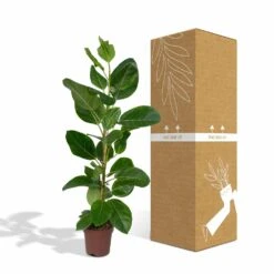Ficus Altissima - H85cm, ø21cm - Grande Plante D'intérieur -Karch Jardin Magasin 86f7d577990ab096