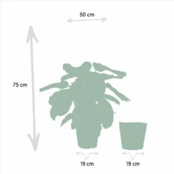 Calathea Médaillon Et Son Panier Naturel - H65cm, ø19cm - Plante D'intérieur -Karch Jardin Magasin 88aeffa7f615bfa9