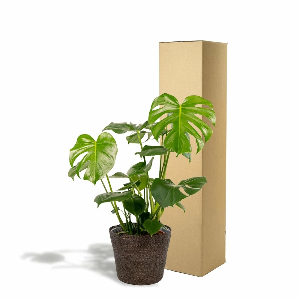 Delicious Monstera Et Son Panier Noir - H80cm, ø21cm - Plante D'intérieur 5 Delicious Monstera Et Son Panier Noir - H80cm, ø21cm - Plante D'intérieur – Image 5