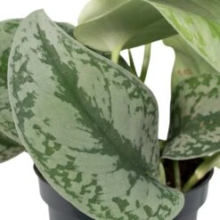 Pothos Scindapsus Pictus Epipremnum - H15cm, ø12cm - Plante D'intérieur Tombante -Karch Jardin Magasin 91f3aa483a43f05f