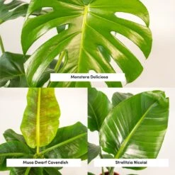 Monstera Deliciosa, Bananier Musa, Strelitzia Nicolai - Grandes Plantes D'intérieur -Karch Jardin Magasin 964644ac6b97da9d