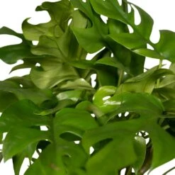 Monstera Minima - H25cm, ø15cm - Plante D'intérieur -Karch Jardin Magasin 98881b448473e4cf
