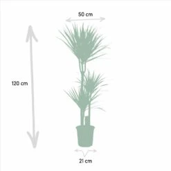 Yucca, Dracaena, Duo De Plantes - Grandes Plantes D'intérieur 8 Yucca, Dracaena, Duo De Plantes - Grandes Plantes D'intérieur -Karch Jardin Magasin 9da9357d44230960