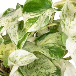 Epipremnum Happy Leaf Scindapsus - H15cm, ø12cm - Plante D'intérieur Tombante 7 Epipremnum Happy Leaf Scindapsus - H15cm, ø12cm - Plante D'intérieur Tombante -Karch Jardin Magasin 9ff0fe9832ba9055