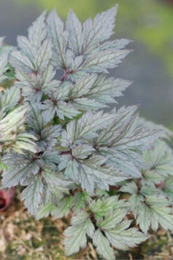 Cierge D'argent 'chocoholic' - 3l