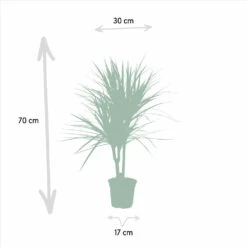 Dracaena Marginata - H90cm, ø17cm - Grande Plante D'intérieur 9 Dracaena Marginata - H90cm, ø17cm - Grande Plante D'intérieur -Karch Jardin Magasin a10a0eaf2b955cc4