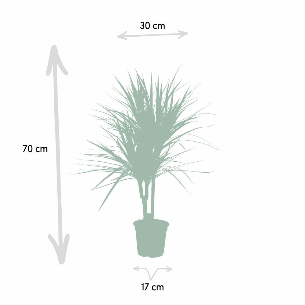 Dracaena Marginata - H90cm, ø17cm - Grande Plante D'intérieur 5 Dracaena Marginata - H90cm, ø17cm - Grande Plante D'intérieur – Image 5