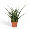 Sansevieria Fernwood Punk - H30cm, ø12cm - Plante D'intérieur Sans Entretien