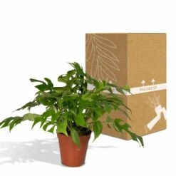 Monstera Minima - H25cm, ø15cm - Plante D'intérieur -Karch Jardin Magasin b8c87ee92749a24b
