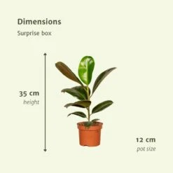 Box Suprise X6 - Plantes D'intérieur -Karch Jardin Magasin bb903151827f8d7f