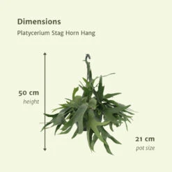 Fougère De Cerf - H50cm, ø21cm - Plante D'intérieur Tombante 8 Fougère De Cerf - H50cm, ø21cm - Plante D'intérieur Tombante -Karch Jardin Magasin c6c43ffaa869a05d